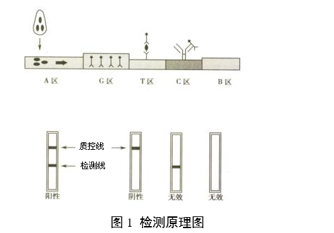 人絨毛膜促性腺激素檢測試劑(膠體金免疫層析法)注冊審查指導原則(2024年修訂版)(2024年第21號)(圖1) 人絨毛膜促性腺激素檢測試劑(膠體金免疫層析法)注冊審查指導原則(2024年修訂版)(2024年第21號)(圖1)