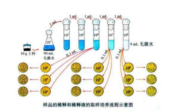 什么是微生物梯度稀釋？微生物梯度稀釋計(jì)算公式